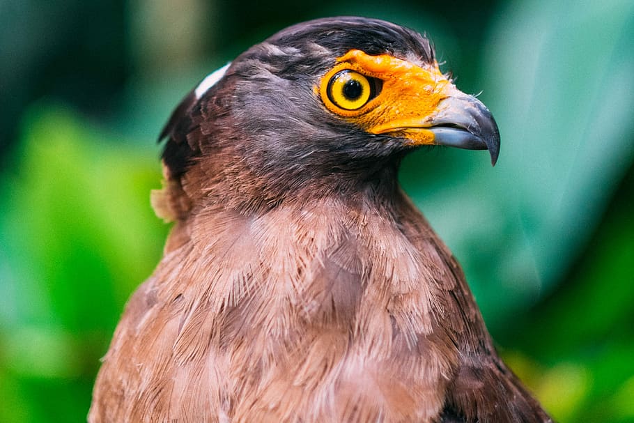 selective focus photography of brown and black bird, brown and black bird HD wallpaper