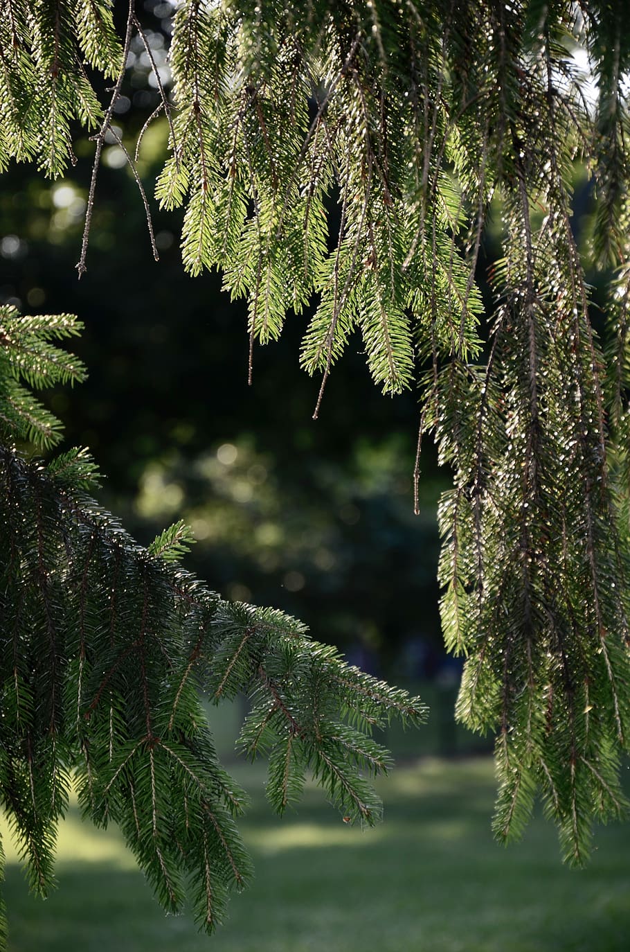 pine needles, summer, tree, plant, growth, beauty in nature HD wallpaper