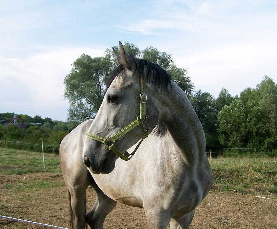 Horse, Gray, Ungulates, domestic animals, livestock, animal themes HD wallpaper