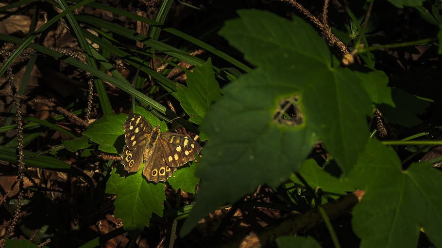 butterfly, summer, close, insect, edelfalter, swallowtail butterflies HD wallpaper