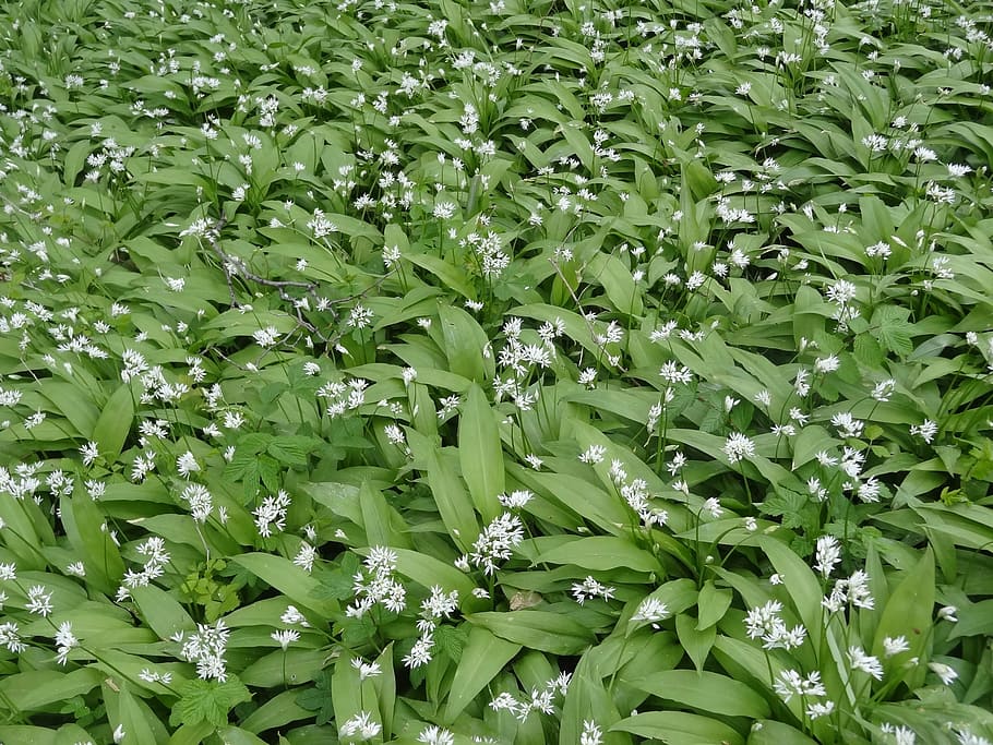 bear garlic, undergrowth, green, plant, plant part, leaf, green color HD wallpaper