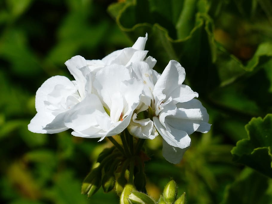 Geranium, White, Flower, Blossom, Bloom, pelargonium zonale HD wallpaper