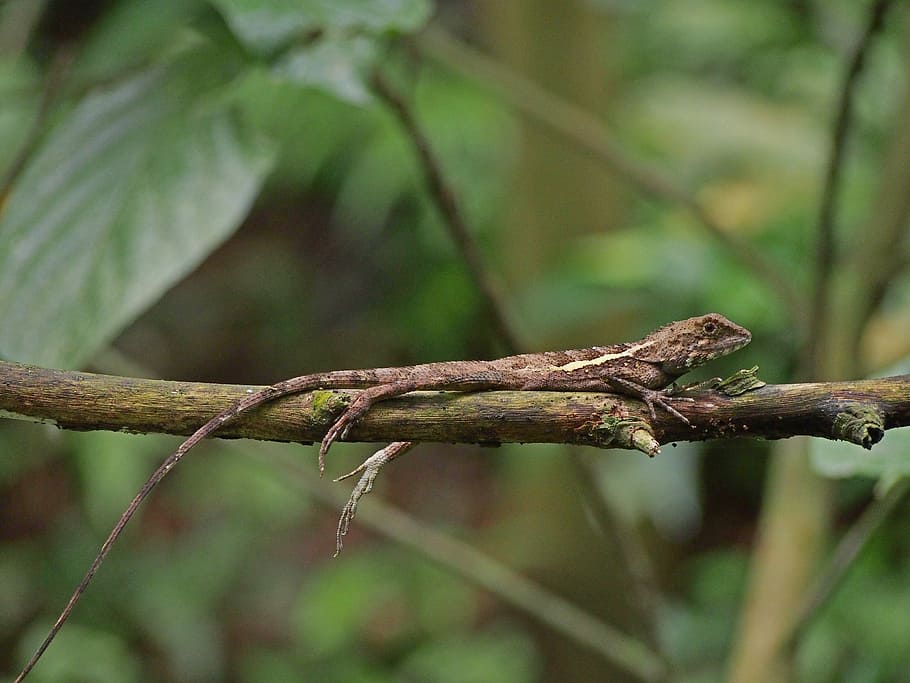 Lizard, Rest, Fat, Lazy, fat lazy, focus on foreground, one animal HD wallpaper