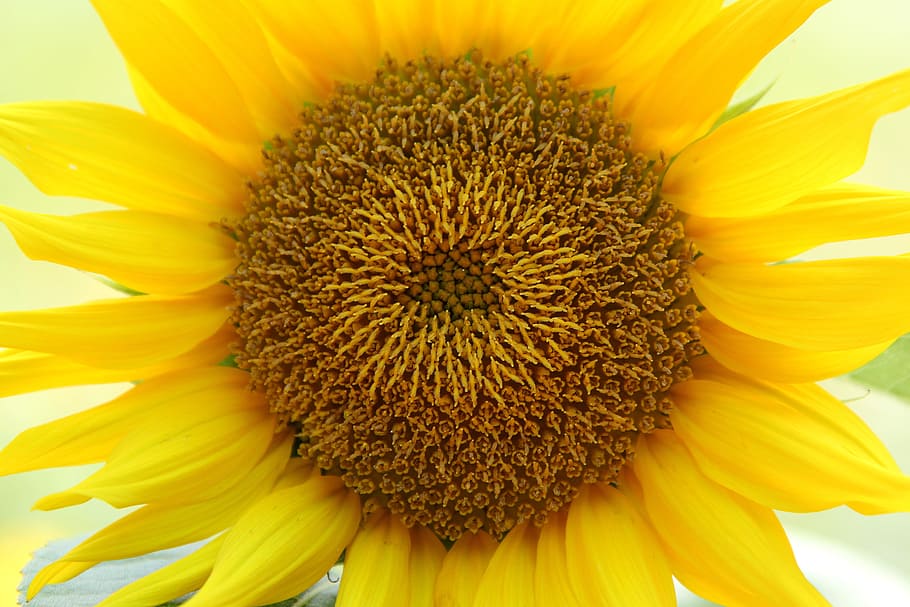 sunflower, yellow, bloom, blooming, plant, seeds, nature, natural HD wallpaper
