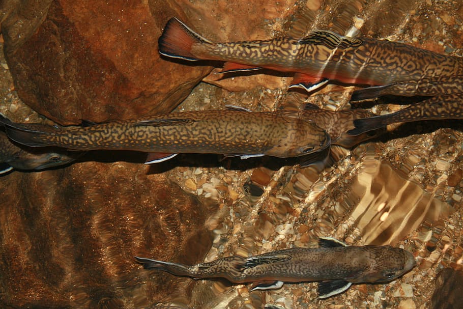 Trout, Cave, Blind Fish, Animal, zoology, animal wildlife, one animal HD wallpaper