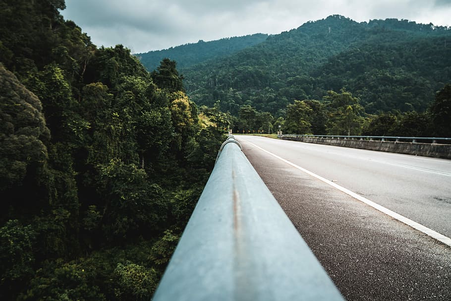 green trees forest, gray guardrail on road near forest, bridge HD wallpaper