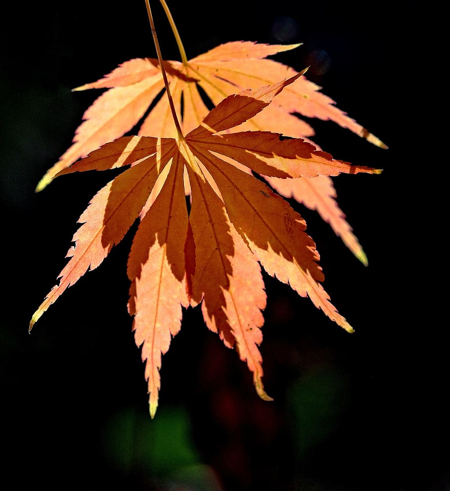 Leaf, Autumn, Fall, Shadow, Leaves, ambiguity, ambiguous, orange HD wallpaper