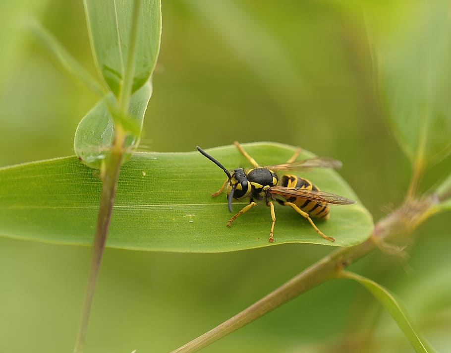 close-up photo of yellow jacket wasp on green leaf, bamboo HD wallpaper