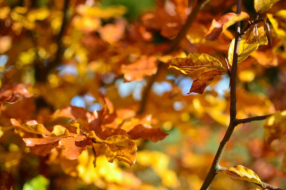 autumn, fall, foliage, leaves, nature, trees, leaf, plant part HD wallpaper