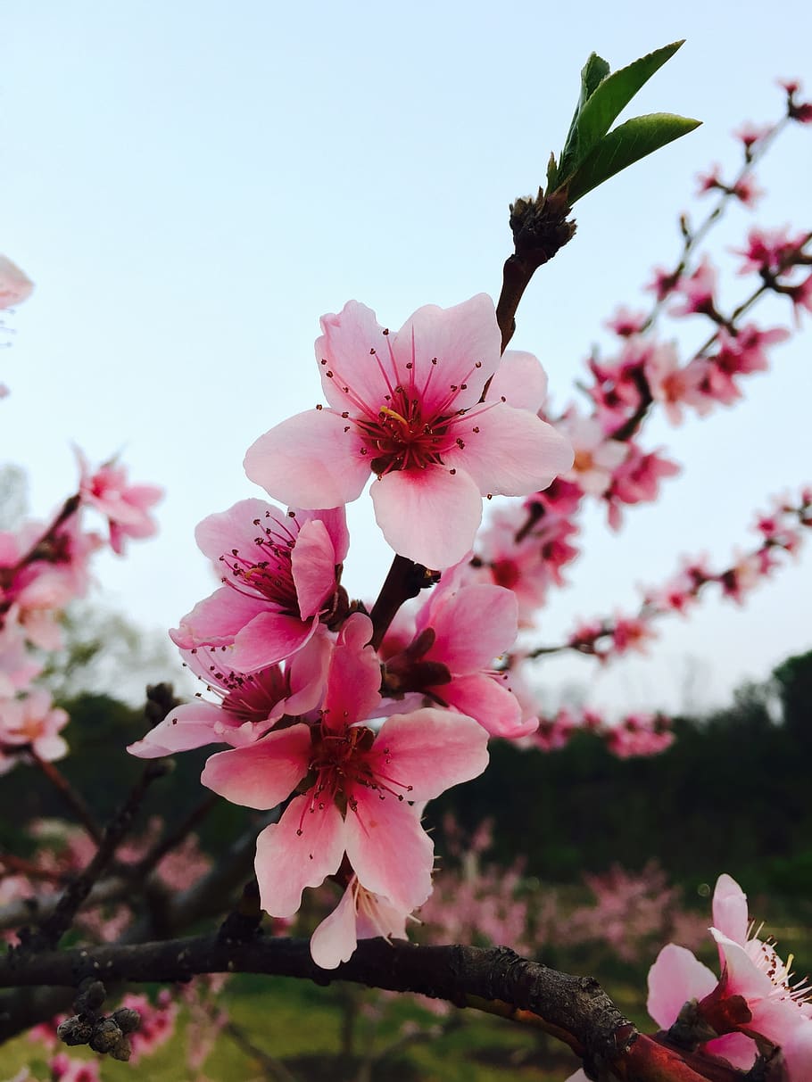 spring, flowers, pink, flowering plant, pink color, fragility HD wallpaper