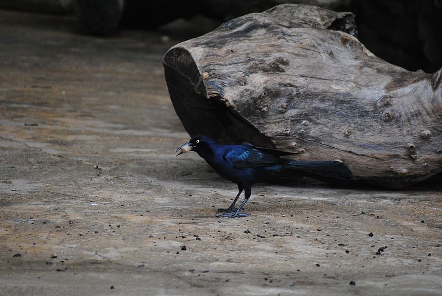 blackbird, log, nature, forest, tree, plant, wildlife, eating HD wallpaper