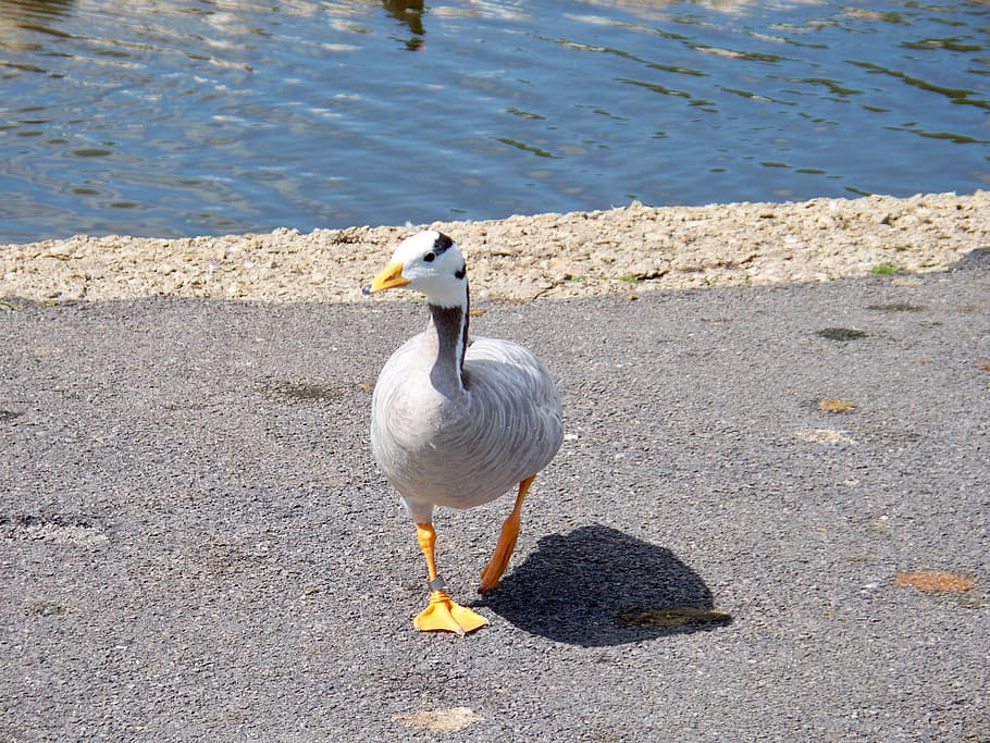 bar-headed goose, anser indicus, grey-white feathers, web feet