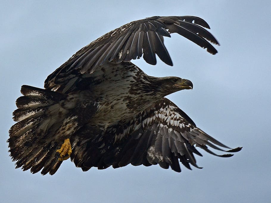 eagle flying under blue sky, eagle flying at the sky, bird, wing, HD wallpaper