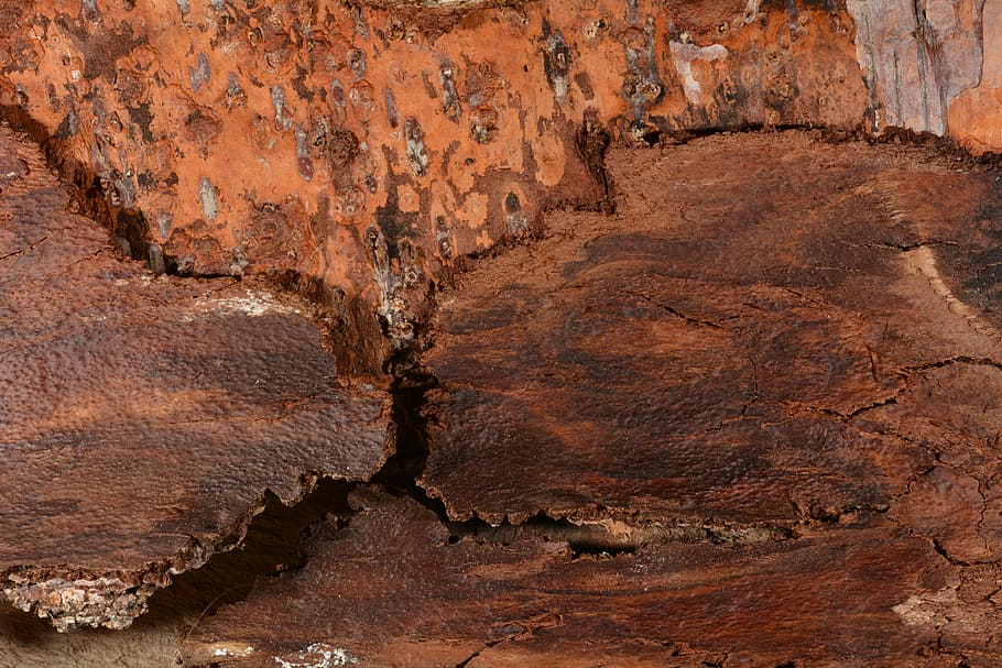 tree bark, close, structure, texture, brown, full frame, backgrounds HD wallpaper