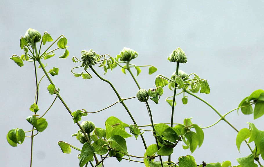clematis, the buds, boost, spring, leaf, plant, nature, garden HD wallpaper