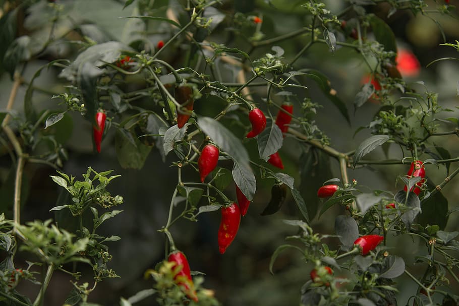 red chili plant, red chili pepper at daytime, chilli, produce, HD wallpaper