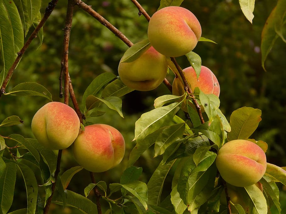 honeycrisp apples, Peaches, Peach Tree, malum persicum, fruit, HD wallpaper