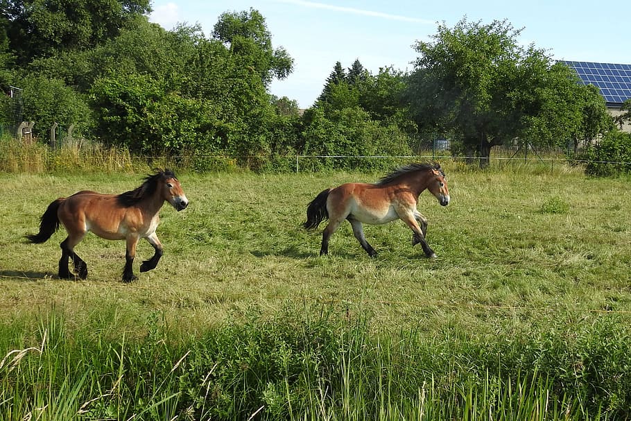 Horses, Pasture, Paddock, Graze, Meadow, wildlife photography HD wallpaper