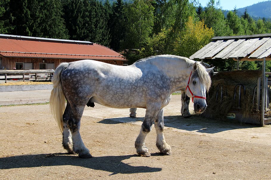 horse, animal, coupling, riding, farm, rural Scene, mammal HD wallpaper
