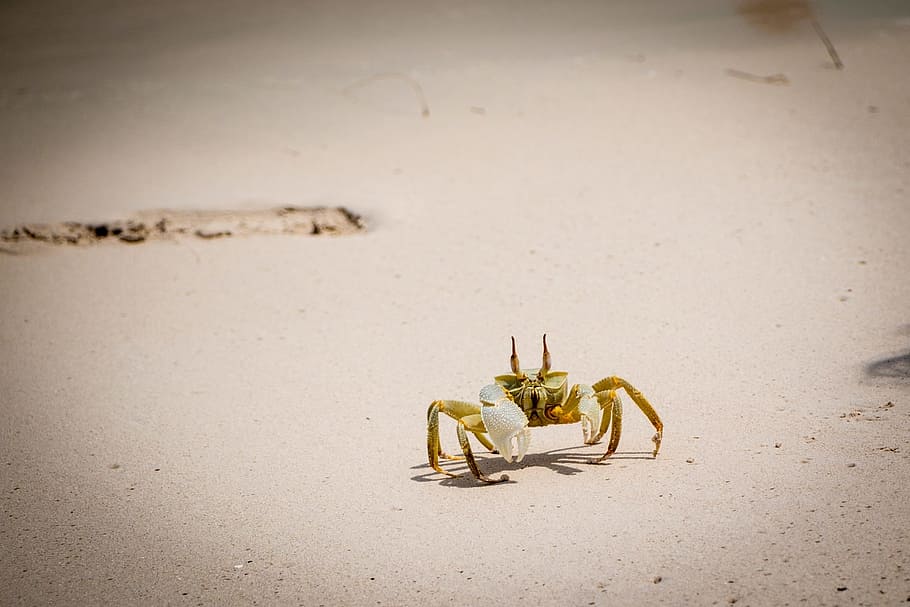 Maldives, Sand, Beach, animal, nature, sea, crab, wildlife HD wallpaper