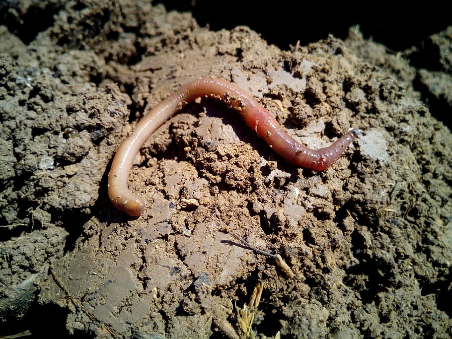 brown worm on ground, Worms, Earth, Vermiculture, agriculture