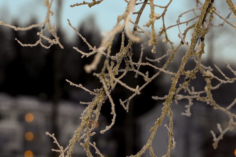 frost, winter, branch, tree, snow, nature, focus on foreground HD wallpaper