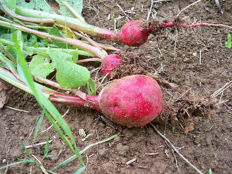 radishes, root, vegetables, pink, red, starch, foods, edible HD wallpaper