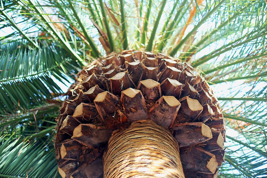 worm's eye view of palm tree, worm's-eye view photography of palm tree HD wallpaper