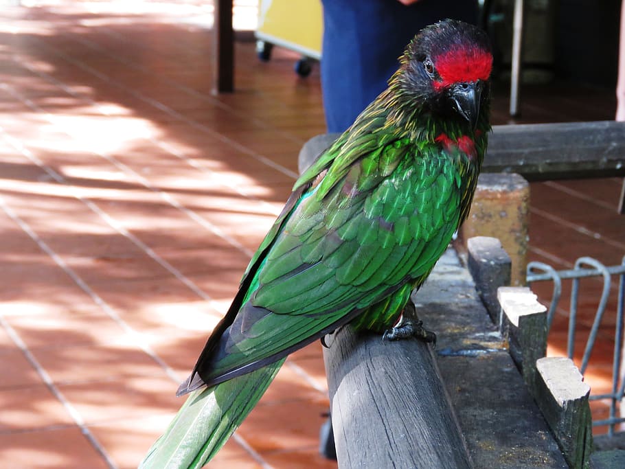 Parrot, Bird, Macaw, Beautiful, beautiful bird, cute bird, colorful parrot, HD wallpaper
