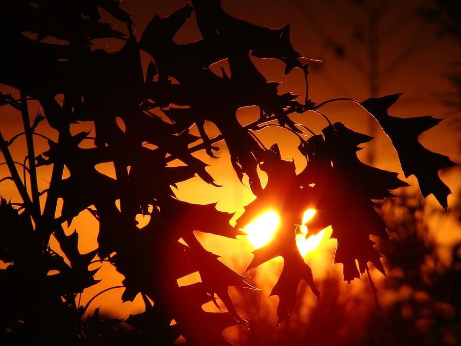 sunset, tree, foliage, nature, sky, landscape, the background HD wallpaper