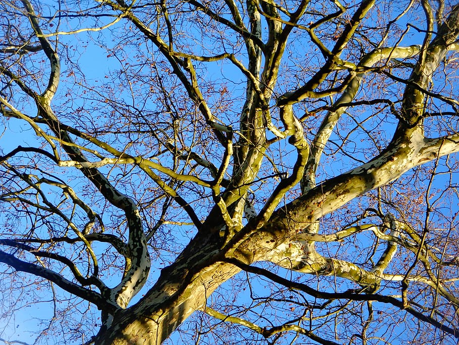tree, sky, nature, branches, aesthetic, low angle view, plant HD wallpaper