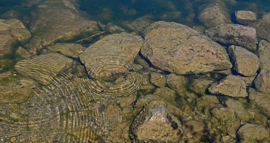 tiny hatchling fish and ripples, water's edge, animal, clarity HD wallpaper