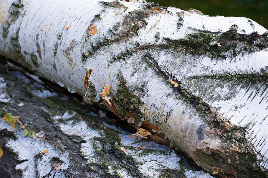 the bark, tree, birch, trunk, the structure of the, texture HD wallpaper