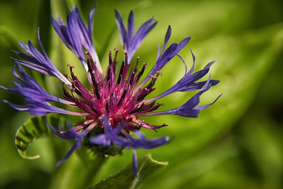 cornflower, blue, blossom, bloom, summer, plant, wild flower HD wallpaper