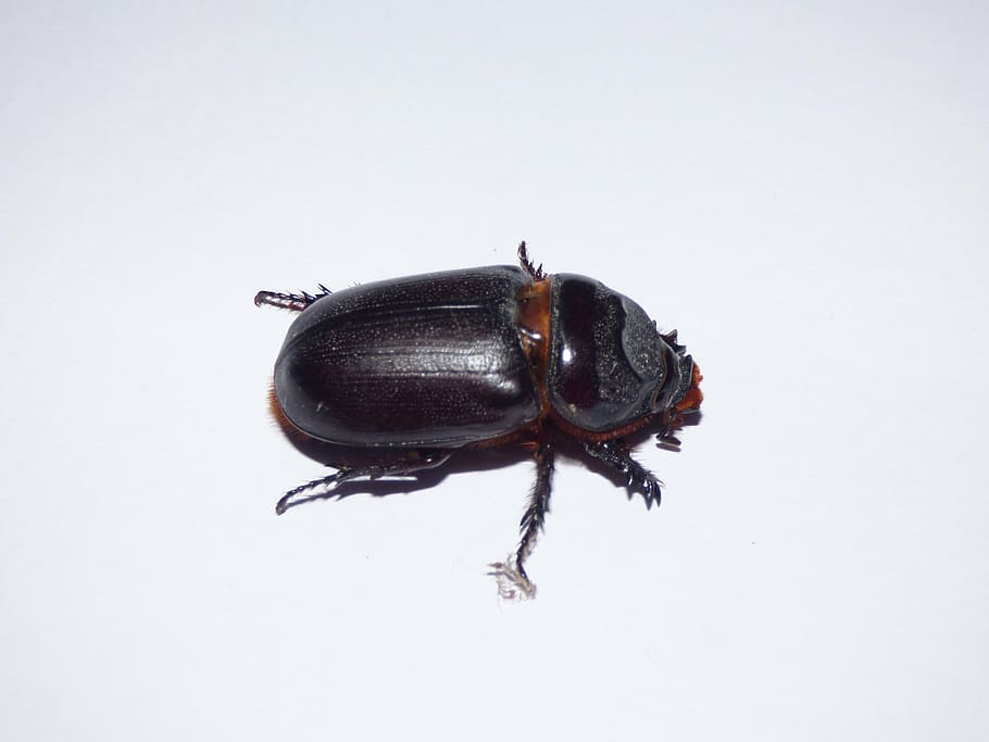 beetle, insect, macro, brown, animal, studio shot, one animal HD wallpaper
