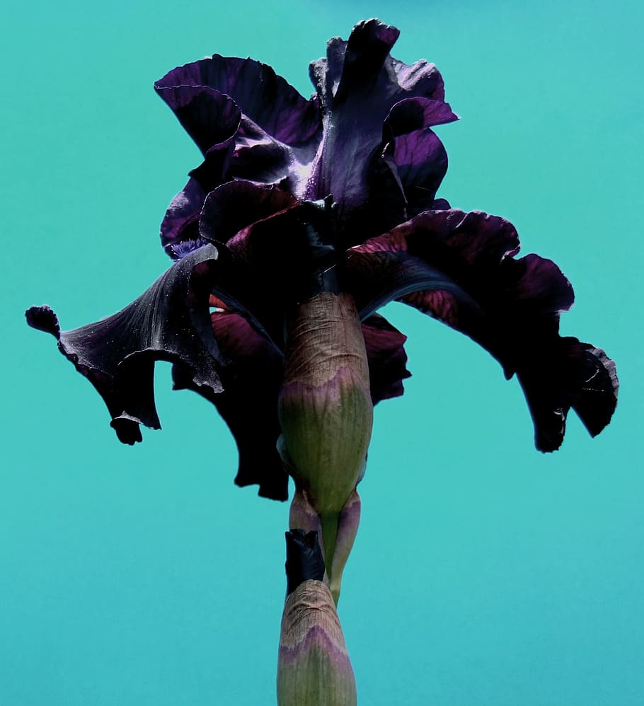 iris, closeup, floral, plant, natural, blossom, bloom, petal HD wallpaper
