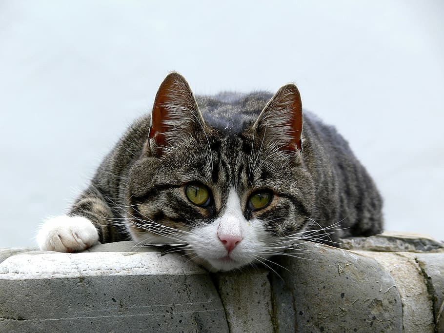Cat in Clovelly, gray tabby cat leaning on concrete barrier, kitten HD wallpaper