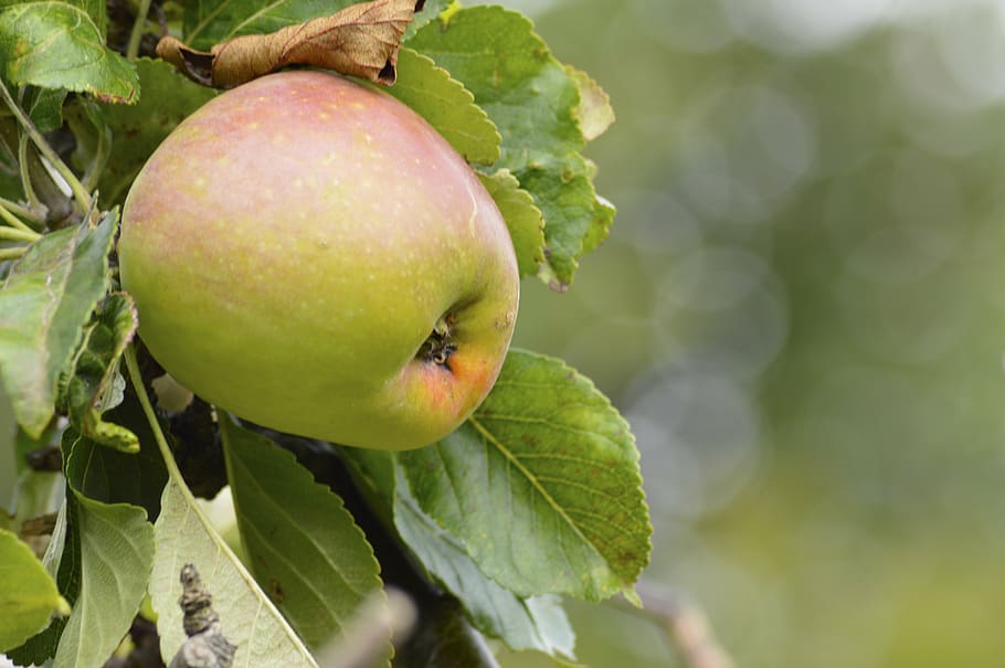 apple, fruit, summer, garden, tree, juicy, ripe, green, fresh HD wallpaper