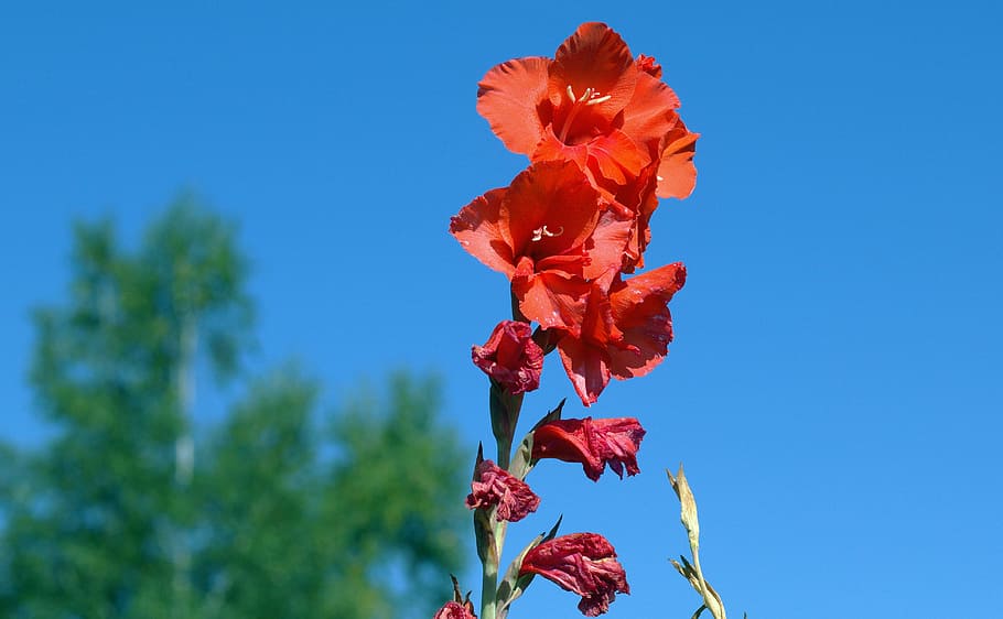 Fondo de pantalla HD: gladiolos, iridáceas, flora, rojo, planta, cielo, belleza en la naturaleza |  Llamarada de papel tapiz