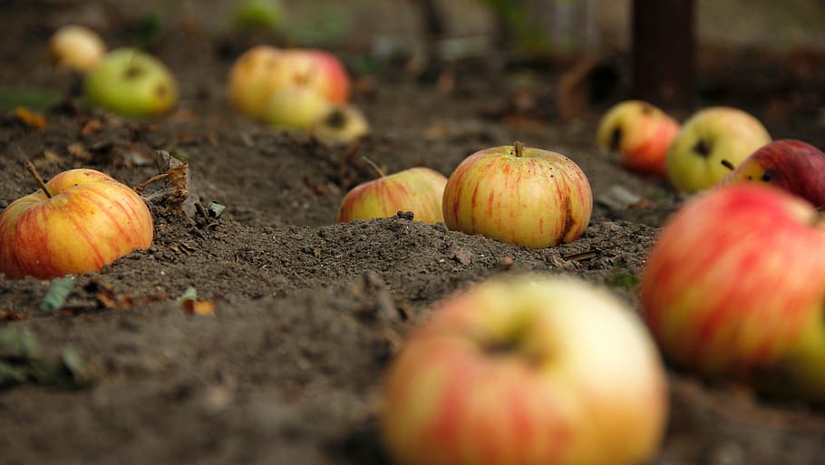 apples, bio, eco, natural, apples on the ground, nature, healthy HD wallpaper