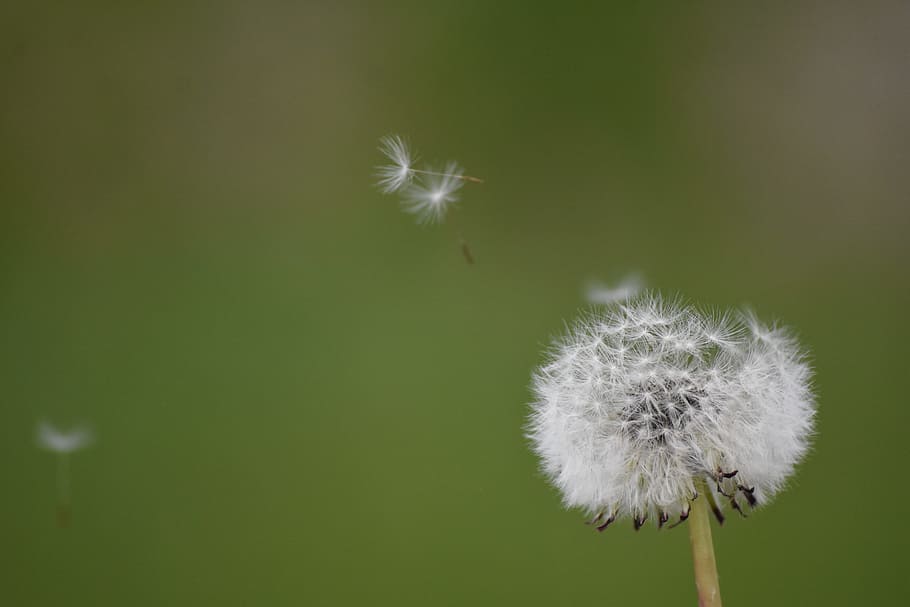 dandelion, flowe, pollen, fragility, flower, vulnerability HD wallpaper