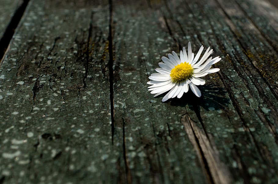 white daisy on brown wooden surface, fluff, nature, macro, season HD wallpaper