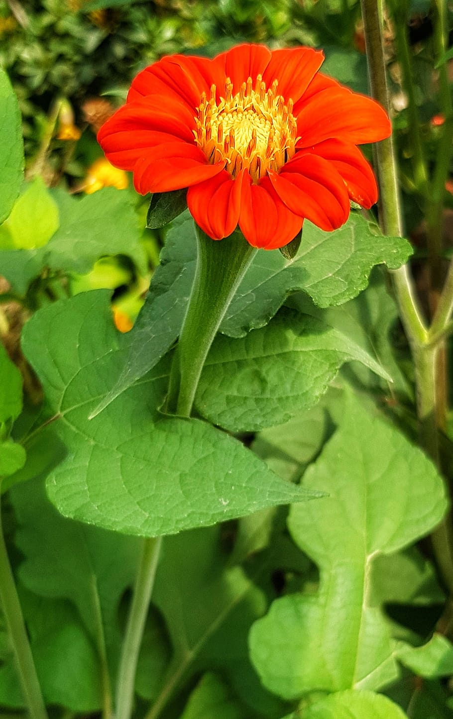 bright, red, daisy, type, flower, nature, flora, summer, leaf HD wallpaper