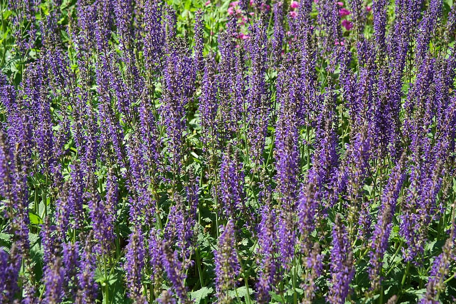 purple lavender flowers, wild sage, blossom, bloom, violet, blue, HD wallpaper