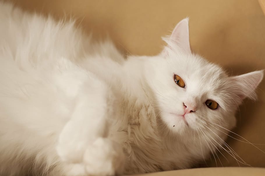 white cat lying on bed, fluffy, pet, cute, adorable, domestic HD wallpaper