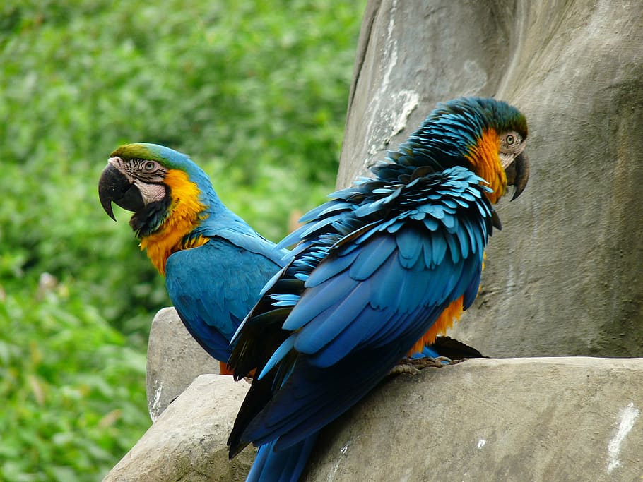 animal, bird, parrot, one animal, animal themes, animal wildlife HD wallpaper