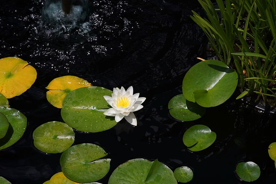lotus, lily pad, pond, white flower, aquatic, waterlily, black water, HD wallpaper