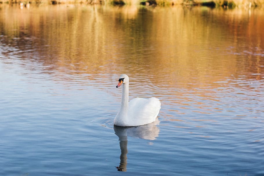 white swan on body of water, pond, wildlife, animal, park, autumn, HD wallpaper