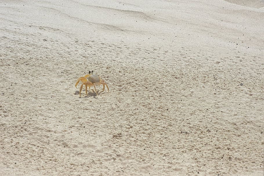 brown crab crawling on sand during daytime, crayfish, nature HD wallpaper