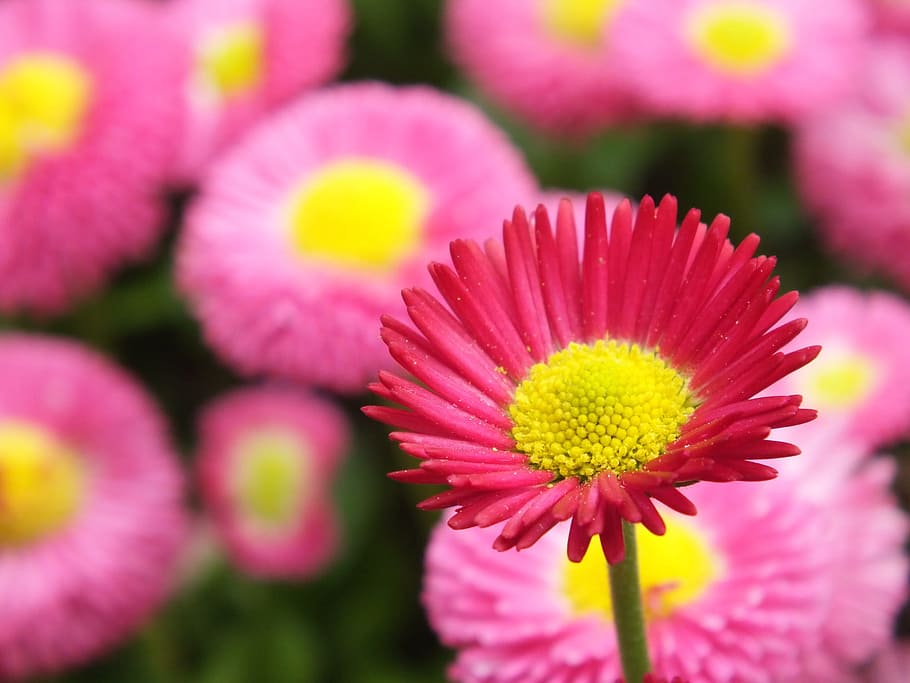 Blossom, Bloom, Flower, red flower, red flowers, pink, plant HD wallpaper